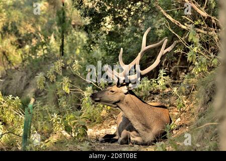 adult male deer in forest (Cervus elaphus)