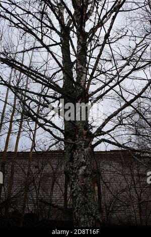 Abandoned brick buildings among trees in the Chernobyl radiation contamination zone. Stock Photo