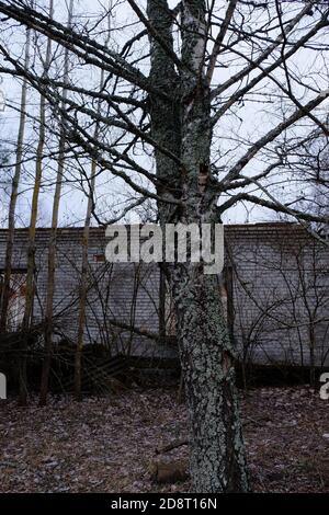 Abandoned brick buildings among trees in the Chernobyl radiation contamination zone. Stock Photo