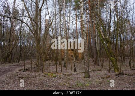 Abandoned brick buildings among trees in the Chernobyl radiation contamination zone. Stock Photo