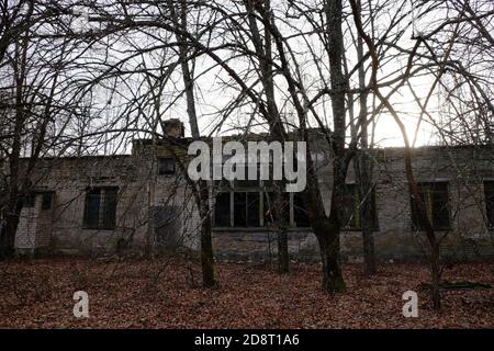 Abandoned brick buildings among trees in the Chernobyl radiation contamination zone. Stock Photo