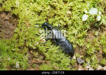 Black Oil Beetle (Meloe proscarabaeus) Stock Photo