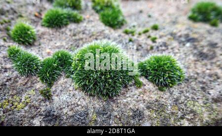 Moss growing. on the top of a stone wall Stock Photo