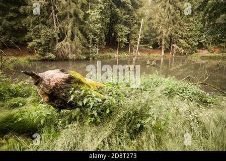 Beaver marks at a pond in the Bavarian forest region Stock Photo