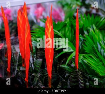 Red Vriesea Bromeliaceae is a tropical ornamental plant at floral market. Stock Photo