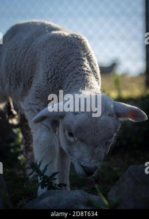 Close up of a baby lamb eating grass at sunset Stock Photo