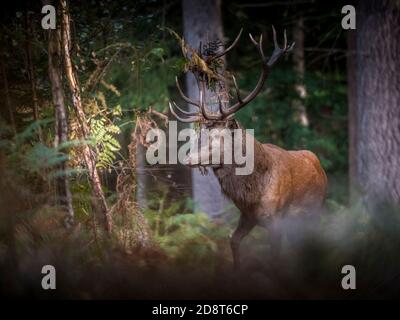red deer stag during ruting season Stock Photo