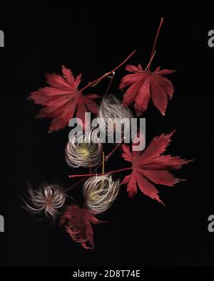 Autumn composition with dry red leaves on black background. Flat lay, top view. Autumn, fall concept. Stock Photo