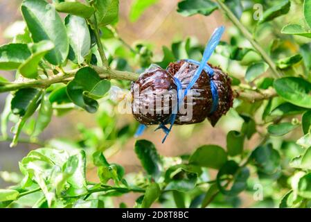 graft on the lemon tree for breed Stock Photo