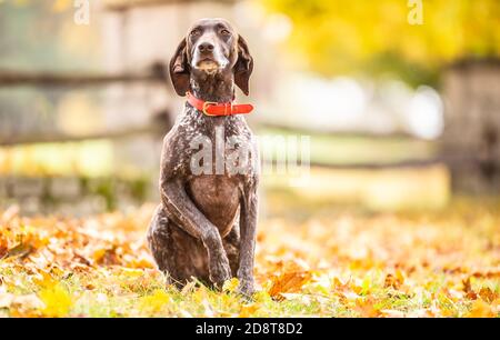 German shorthaired pointer obediently awaits owner's order, sitting in foliage on a fall day