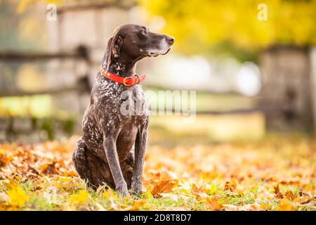 GSP dog looking to a side while sitting in a park during an autumn day