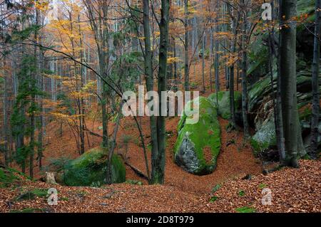 Fabulous autumn landscape. Rocks and stones with moss in the woods