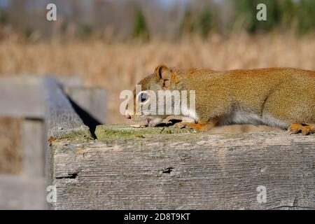 Adorable American red squirrel (Tamiasciurus hudsonicus) on a fence eating seeds at Jack Pine Trail, Ottawa, Ontario, Canada. Stock Photo