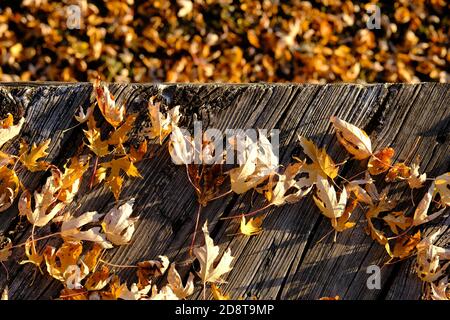 Yellow maple leaves on the boardwalk and in the drained Dow's Lake, in the late afternoon Autumn sunshine. Ottawa, Ontario, Canada. Stock Photo