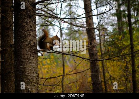Adorable American red squirrel (Tamiasciurus hudsonicus) perched on a tiny pine branch at Jack Pine Trail, Ottawa, Ontario, Canada. Stock Photo