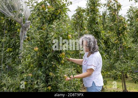 Mature female gardener seriously reviewing the apple harvest that is in a ripening process in her apple orchard. Organic apple cultivation, healthy na Stock Photo
