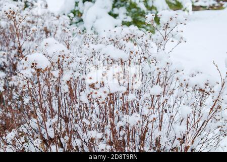 Blurred photo of decorative dry plants snow capped by first snow in countryside Stock Photo