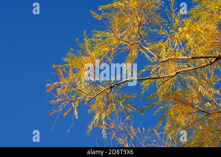 Yellow leaves in the Autumn late afternoon sunshine on a willow tree by the lake and against a pure blue sky. Ottawa, Ontario, Canada. Stock Photo