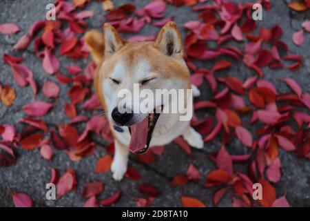 Top-Down Shiba Yawns and Sits on Colorful Fallen Purple Autumn Leaves during Fall Season. The Shiba Inu is a Japanese Breed. Stock Photo