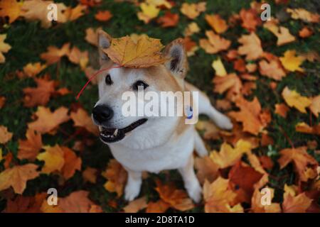 Top View of Smiling Shiba Sitting on Colorful Fallen Autumn Leaves during Fall Season. The Shiba Inu is a Japanese Breed. Stock Photo