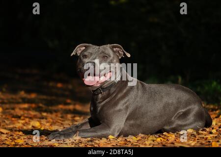Smiling Staffordshire Bull Terrier Lies Down on Colorful Autumn Fallen Leaves during Golden Hour. Adorable Blue Staffy in Nature during Fall Season. Stock Photo
