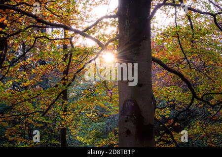 Sun god peeping through tree to say good morning gothenburg sweden Stock Photo