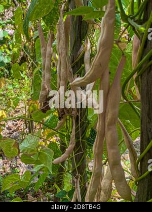 Organic dry green beans pods on the plant ready to harvest in a greenhouse Stock Photo