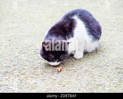Black and white yard cat with white mustache eats a small piece of smoked meat on the asphalt Stock Photo