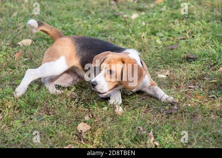 Cute tricolor english beagle puppy is lying on a green grass in the autumn park. Pet animals. Purebred dog. Stock Photo