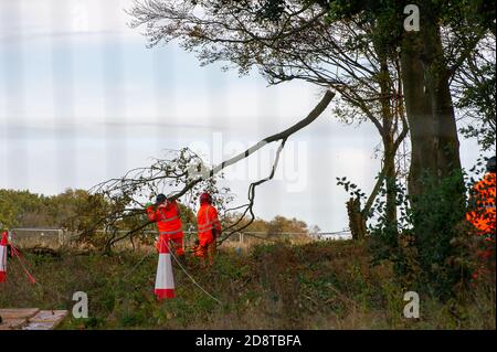 Aylesbury Vale, Buckinghamshire, UK. 28th October, 2020. HS2 were cutting huge limbs off trees in Grim's Ditch this morning watched on by a distraught peaceful lone female anti HS2 protester. Environmental campaigners allege that HS2 do not have a wildlife licence allowing them to fell in this area. HS2 were not able to provide the licence. The construction of the highly controversial and over budget High Speed Rail from London to Birmingham puts 108 ancient woodlands, 33 SSSIs and 693 wildlife sites at risk. Credit: Maureen McLean/Alamy Stock Photo