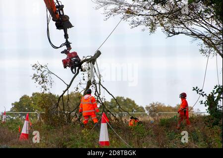 Aylesbury Vale, Buckinghamshire, UK. 28th October, 2020. HS2 were cutting huge limbs off trees in Grim's Ditch this morning watched on by a distraught peaceful lone female anti HS2 protester. Environmental campaigners allege that HS2 do not have a wildlife licence allowing them to fell in this area. HS2 were not able to provide the licence. The construction of the highly controversial and over budget High Speed Rail from London to Birmingham puts 108 ancient woodlands, 33 SSSIs and 693 wildlife sites at risk. Credit: Maureen McLean/Alamy Stock Photo