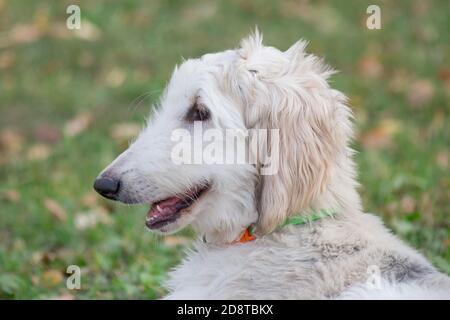 Portrait of cute afghan hound puppy in the autumn park. Close up. Three month old. Pet animals. Purebred dog.