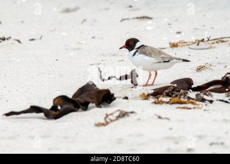 Hooded Plover  Thinornis cucullatus Bruny Island, Tasmania, Australia 20 November 2019     Adult       Charadriidae Stock Photo