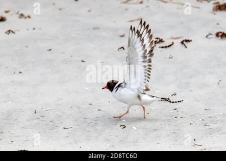 Hooded Plover  Thinornis cucullatus Bruny Island, Tasmania, Australia 20 November 2019     Adult       Charadriidae Stock Photo