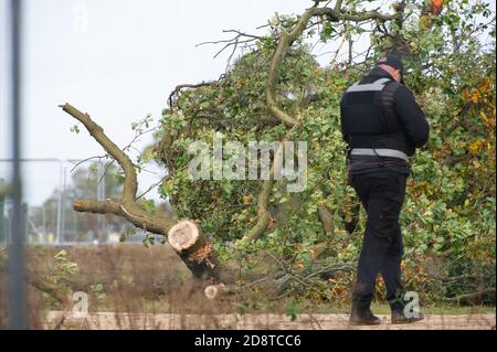 Aylesbury Vale, Buckinghamshire, UK. 28th October, 2020. HS2 were cutting huge limbs off trees in Grim's Ditch this morning watched on by a distraught peaceful lone female anti HS2 protester. Environmental campaigners allege that HS2 do not have a wildlife licence allowing them to fell in this area. HS2 were not able to provide the licence. The construction of the highly controversial and over budget High Speed Rail from London to Birmingham puts 108 ancient woodlands, 33 SSSIs and 693 wildlife sites at risk. Credit: Maureen McLean/Alamy Stock Photo