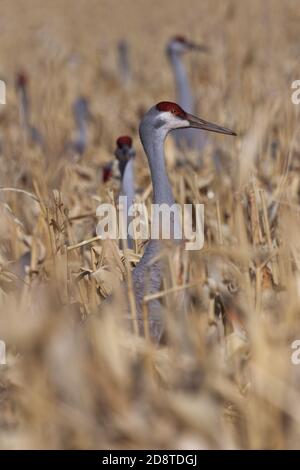 Corn field effectively hides feeding sandhill cranes.  Selected focus on single, front crane with several cranes in subtle bokeh background. Stock Photo