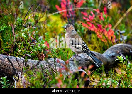 Common Chaffinch colors are blending perfectly with the autumn undergrowth colors Stock Photo