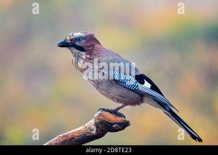 Wet Eurasian jay with autumn  colors Stock Photo