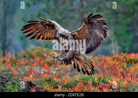 Golden eagle with landing gear deployed Stock Photo