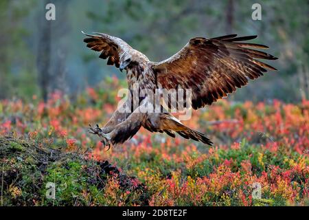 Golden eagle is landing Stock Photo