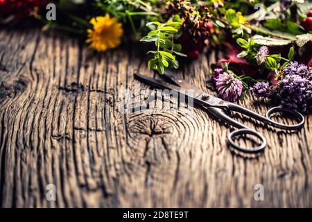 Variety of healing herbs and flowers on rustic wood with scissors Stock Photo