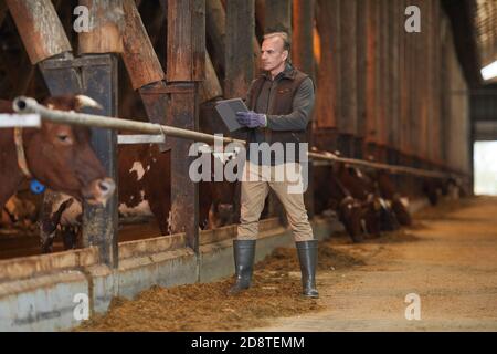 Full length portrait of mature man using digital tablet while inspecting livestock at dairy farm, copy space Stock Photo