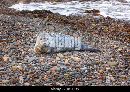 Female adult Atlantic Grey Seal on pebbled beach, Martin's Heaven, Pembrokeshire, Wales UK Stock Photo