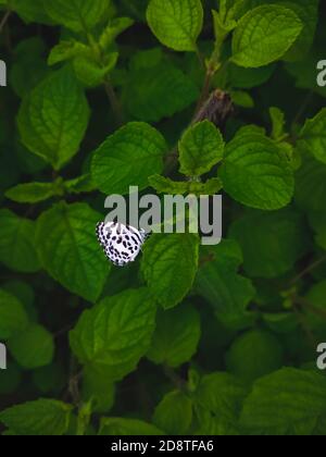 White Butterfly with black stripes wing on leaf with space for copy text in green leaf background. Stock Photo