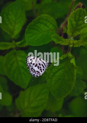 White Butterfly with black stripes wing on leaf with space for copy text in green leaf background. Stock Photo