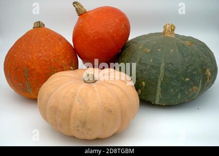 Collection or assortment of four different types of pumpkins or squashes isolated as seasonal vegetables. Still life suitable for autumn or holidays. Stock Photo