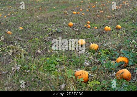 Pumpkin or squash field in late autumn with ripe bright orange fruits spread over it. Suitable as a seasonal background with copy space. Stock Photo