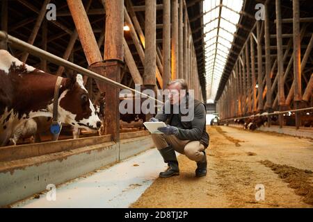 Full length portrait of modern mature man writing on clipboard while inspecting livestock at shed in dairy farm, copy space Stock Photo