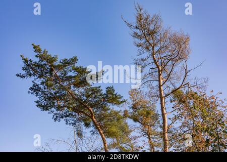 Striking trees against a blue sky in a mixed forest in autumn shows signs of disease from drought and climate change Stock Photo