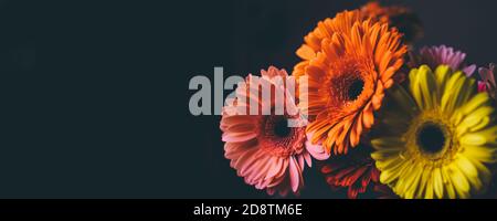 Bouquet of gerberas of different colors on a black background. Stock Photo